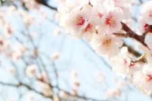2023年1月31日（火） くらし・労働・法律　相談会