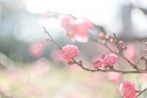 ２月24日(金）くらし・労働・法律 相談会